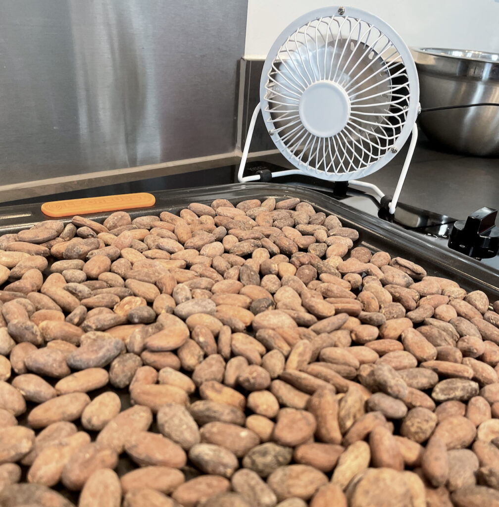 Cooling cocoa beans after roasting with a small fan.